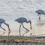 Three Spoonbills in residence at Steart, Chris Hooper