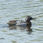Male Garganey, RSPB Ham Wall - copyright TerriPix