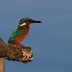 Kingfisher, Chard Reservoir, Phllip Watson