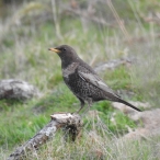 Ring Ouzel, Great Hill, Mark Stone