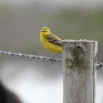 Yellow Wagtail, Steart Marshes, Mark Stone