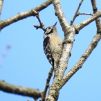 Lesser Spotted Woodpecker, Quantocks, 16/3/20, Mark Stone