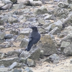 Raven, Burnham-on-Sea, May 2024, Paul Bate 