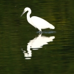 Little Egret, Chard Reservoir, Philip Norman