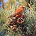 Crossbill., Watchet, David Roberts