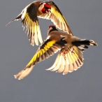 Goldfinches, Minehead, David Roberts