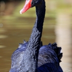 Black Swan, Exmoor, Paul Sinclair