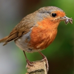 Robin,  by Paul Sinclair