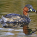 Little Grebe, Greylake, Paul Sinclair