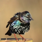 Starling Bad Hair Day, Greylakes car park, Paul Sinclair