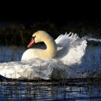 Swan taking an evening bath, Greylakes Hide, Paul Sinclair