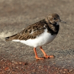 Turnstone, by Paul Sinclair