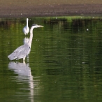 Grey Heron, Chard Reservoir, Philip Norman