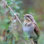Wryneck, Culvercliffe, Minehead, 1.9.21, David Roberts