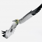 Gannet, off Minehead, David Roberts