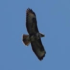 Buzzard, Shepton Mallet, Lucas Costello