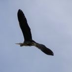 Grey Heron, Shepton Mallet, Lucas Costello