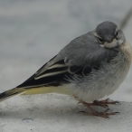 Grey Wagtail Fledgling, Shepton Mallet, Lucas Costello