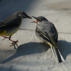 Grey Wagtail Fledgling, Shepton Mallet, Lucas Costello