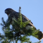 Buzzard, Shepton Mallet, Lucas Costello