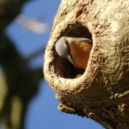 Nuthatch, Shepton Mallet, Lucas Costello