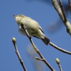 Chiffchaff, Shepton Mallet, Lucas Costello