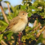 Garden Warbler, Mells Down, John Hansford