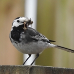 Pied Wagtail, Steart, John Hansford