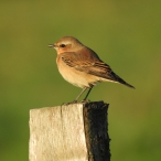 Northern Wheatear, Wall Common, 1/9/20, Mark Stone