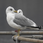 Common Gull, Cheddar Reservoir, 04 Feb 22, John Hansford