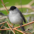 Blackcap, Ham Wall 10 April 21, John Hansford
