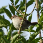 Cettis Warbler, Ham Wall, 29 May 2022, John Hansford