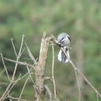 Great Grey Shrike Croydon Hill, Dave Dawe