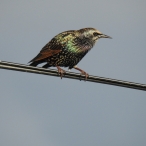Starling at Watchet, Mark Stone