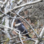 Ring Ouzel, Chetsford, 25 Oct 20, John Hansford