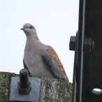 Turtle Dove, Coleford, 06/07/2025, John Hansford