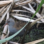 Water Rail, Greylake, 28 Sep 19, John Hansford