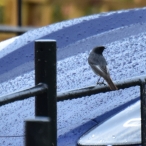 Black Redstart male Langport, Martin Jordan