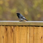 Black Redstart male, Langport, Martin Jordan