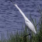 Little Egret 'eyeing' up a Migrant Hawker at Catcott Lows   © Geoff Dicker