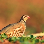 Red-legged Partridge, David Roberts