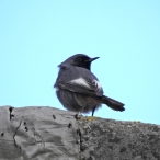 Black Redstart, East Somerset 09 Feb 23, John Hansford