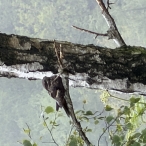 Nightjar, North Hill, 04/05/2026, Matthew Jones
