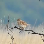 Skylark at Woodlands Hill, Mark Stone