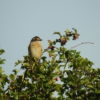 Whinchat, Steart 7th August 2020, Mark Stone