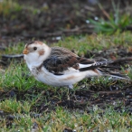 Snow Bunting, Black Hill, Quantocks, Mark Stone