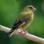 Greenfinch garden visitor, Paul Sinclair