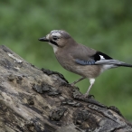 Jay, Shapwick Moor, 15/01/25, Geoff Dicker 