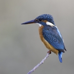 Kingfisher at Westhay Moor © Geoff Dicker 