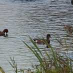 Presumed American Wigeon from the reed tower hide at Shapwick, D.K. Parker, 27.10.22